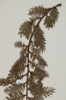 登錄號:G001106藏品圖，第3張