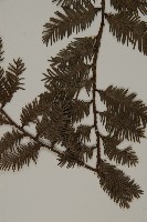 登錄號:G001106藏品圖，第4張