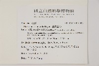 臺灣雲杉藏品圖，第2張