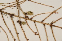 臺灣雲杉藏品圖，第5張