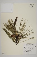 臺灣二葉松藏品圖，第1張