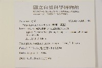 臺灣二葉松藏品圖，第2張