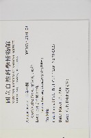 菲律賓貝殼杉藏品圖，第2張