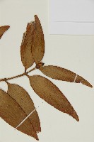 菲律賓貝殼杉藏品圖，第3張