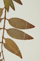 菲律賓貝殼杉藏品圖，第4張