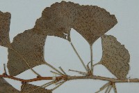 銀杏藏品圖，第4張