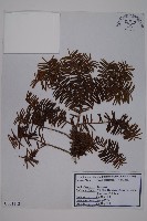 東北紅豆杉藏品圖，第1張