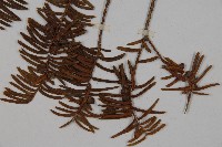 東北紅豆杉藏品圖，第5張