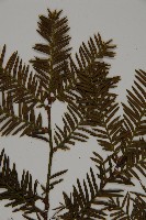 臺灣紅豆杉、紫杉、南方紅豆杉藏品圖，第3張