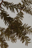 臺灣紅豆杉、紫杉、南方紅豆杉藏品圖，第4張