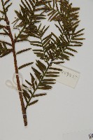 臺灣紅豆杉、紫杉、南方紅豆杉藏品圖，第5張