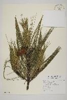 馬尾松藏品圖，第1張