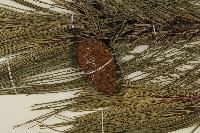 馬尾松藏品圖，第3張