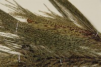 馬尾松藏品圖，第4張