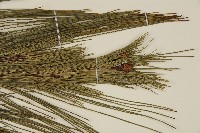 馬尾松藏品圖，第5張