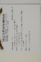 柳杉藏品圖，第2張