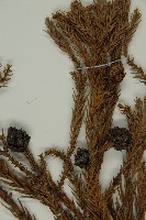 柳杉藏品圖，第3張