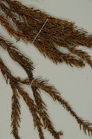 柳杉藏品圖，第5張