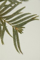 臺灣穗花杉藏品圖，第3張