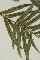 臺灣穗花杉藏品圖，第5張