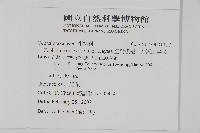 臺灣粗榧、台灣三尖杉藏品圖，第2張