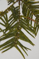 臺灣粗榧、台灣三尖杉藏品圖，第3張