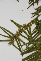 臺灣粗榧、台灣三尖杉藏品圖，第4張