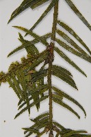 臺灣粗榧、台灣三尖杉藏品圖，第5張