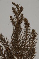 柳杉藏品圖，第3張