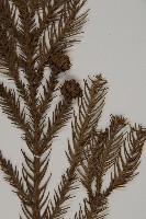 柳杉藏品圖，第4張