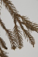 柳杉藏品圖，第5張