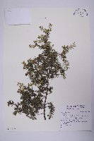 登錄號:G001119藏品圖，第1張