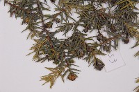 登錄號:G001119藏品圖，第3張