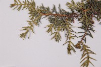 登錄號:G001119藏品圖，第4張