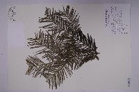 高山三尖杉藏品圖，第1張