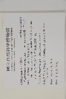 高山三尖杉藏品圖，第2張