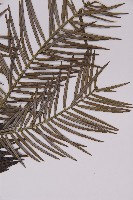 高山三尖杉藏品圖，第3張