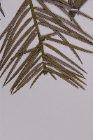 高山三尖杉藏品圖，第4張