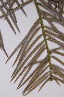 高山三尖杉藏品圖，第5張