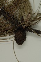 地盤松藏品圖，第3張