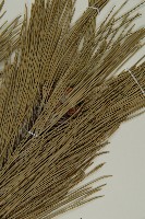 地盤松藏品圖，第4張