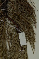 地盤松藏品圖，第5張