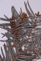 臺灣粗榧、台灣三尖杉藏品圖，第3張