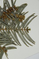 臺灣粗榧、台灣三尖杉藏品圖，第4張