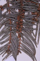 臺灣粗榧、台灣三尖杉藏品圖，第5張