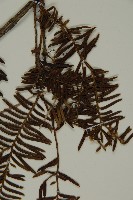 臺灣紅豆杉、紫杉、南方紅豆杉藏品圖，第3張