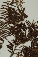 臺灣紅豆杉、紫杉、南方紅豆杉藏品圖，第4張