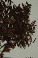 臺灣紅豆杉、紫杉、南方紅豆杉藏品圖，第5張