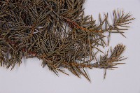 刺柏藏品圖，第5張