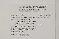 落羽松、美國水松藏品圖，第2張